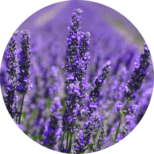 lavender